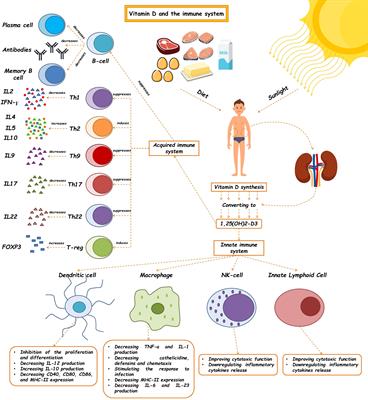 Immunomodulatory actions of vitamin D in various immune-related disorders: a comprehensive review